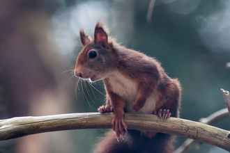 Red Squirrel (c) Mike Snelle